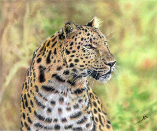 009 Leopardo  L Piz Color 65 X 60cm 